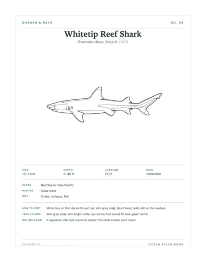 Whitetip Reef Shark coloring page
