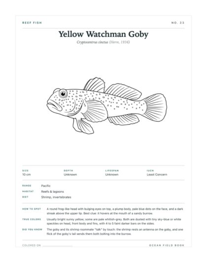 Yellow Watchman Goby coloring page