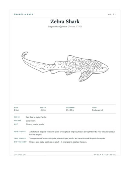 Zebra Shark coloring page